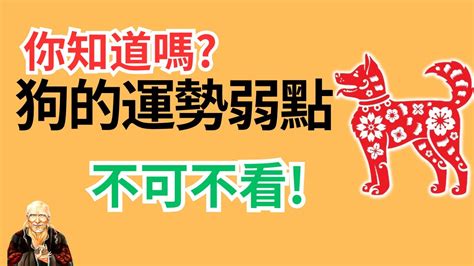 生肖屬狗|生肖狗: 性格，愛情，2024運勢，生肖1994，2006，2018